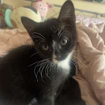 Thumbnail photo of Black and white kitten #2