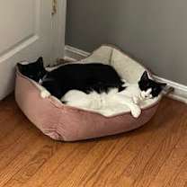 Thumbnail photo of Joey and Nicky #2