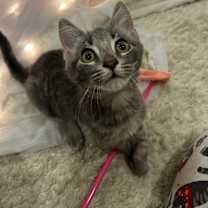 Thumbnail photo of Gorgeous Jorgeous 4522 #4