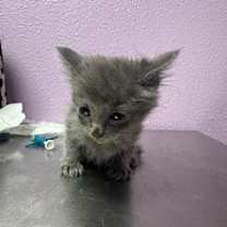 Thumbnail photo of 59908633 #1