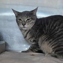 Thumbnail photo of Cat G #3