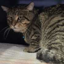 Thumbnail photo of TIGER #2