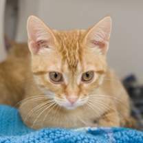 Thumbnail photo of Cedar #1