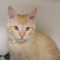 Thumbnail photo of Elm #1