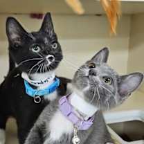 Thumbnail photo of Jalapeno #2