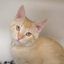 Thumbnail photo of Elm #3