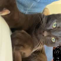 Thumbnail photo of Todo #1