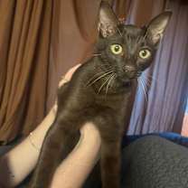 Thumbnail photo of Todo #4