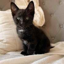 Thumbnail photo of Grasshopper #1