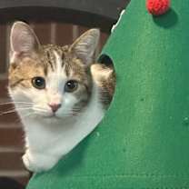 Thumbnail photo of Nirvana #1