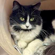 Thumbnail photo of Mama Bee #2