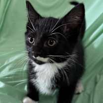 Thumbnail photo of Sir Stache KA #2