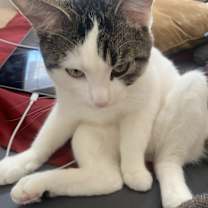 Thumbnail photo of Oli(Oliver) #1