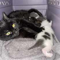 Thumbnail photo of Lucifer (Lucy) #4