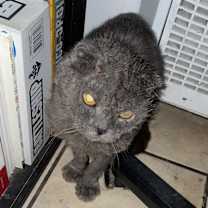 Thumbnail photo of Fanta #1