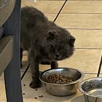 Thumbnail photo of Fanta #2