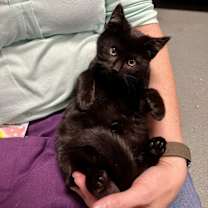 Thumbnail photo of Billie Bossa Nova #3