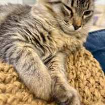 Thumbnail photo of Lolo #3