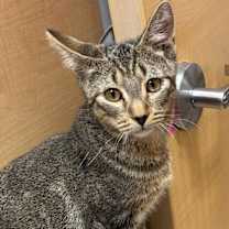 Thumbnail photo of Sweet Potato #2