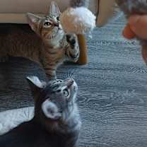 Thumbnail photo of Hallow 25 #3