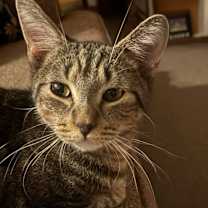 Thumbnail photo of Sweet Potato #3