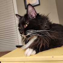 Thumbnail photo of Ava #3