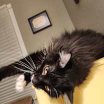 Thumbnail photo of Ava #4