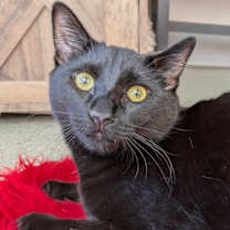 Thumbnail photo of Meatball 4782 #3