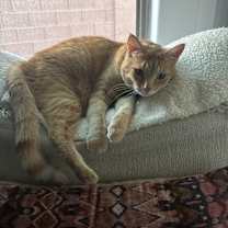 Thumbnail photo of Cosmo #1