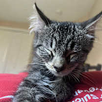 Thumbnail photo of Keeva #3