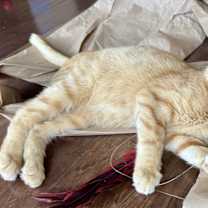 Thumbnail photo of Tin Cup (Belly rubs, pls!) #1