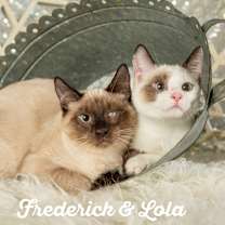 Thumbnail photo of Lola #1