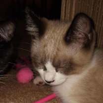 Thumbnail photo of Theodore #2