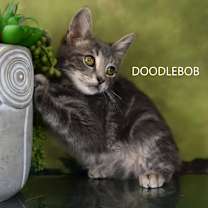 Thumbnail photo of Doodlebob #2