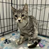 Thumbnail photo of Cheetah, Spudz, and Lil Shrub #2