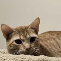 Thumbnail photo of Sandy #3