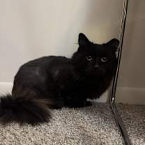 Thumbnail photo of Midnight #2