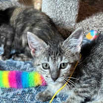 Thumbnail photo of Holly #4