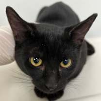 Thumbnail photo of Rocky #1