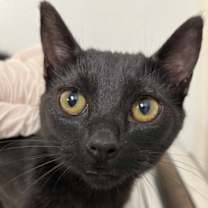 Thumbnail photo of Thomas #1