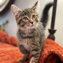 Thumbnail photo of Rio #3