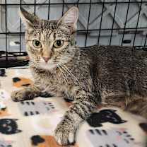 Thumbnail photo of Jessie #2