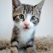 Thumbnail photo of Falcon #2