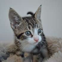 Thumbnail photo of Falcon #4