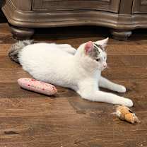 Thumbnail photo of Frodo #1