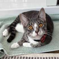 Thumbnail photo of Samba #1