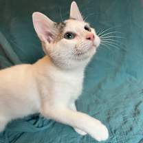 Thumbnail photo of Frodo #3