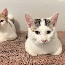 Thumbnail photo of Frodo #4