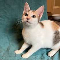 Thumbnail photo of Galadriel #3