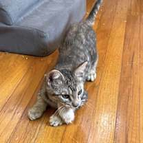 Thumbnail photo of Spice #4